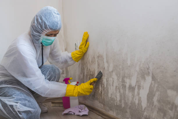 Best Water Damage & Mold Remediation  in Becker, MN